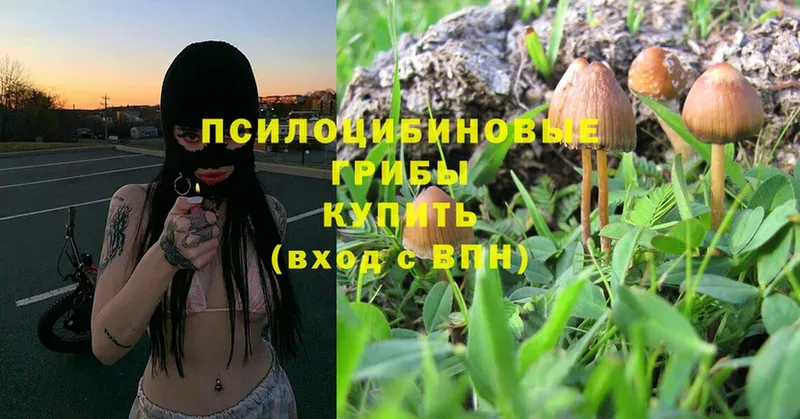 Галлюциногенные грибы Psilocybe  сколько стоит  Алапаевск 